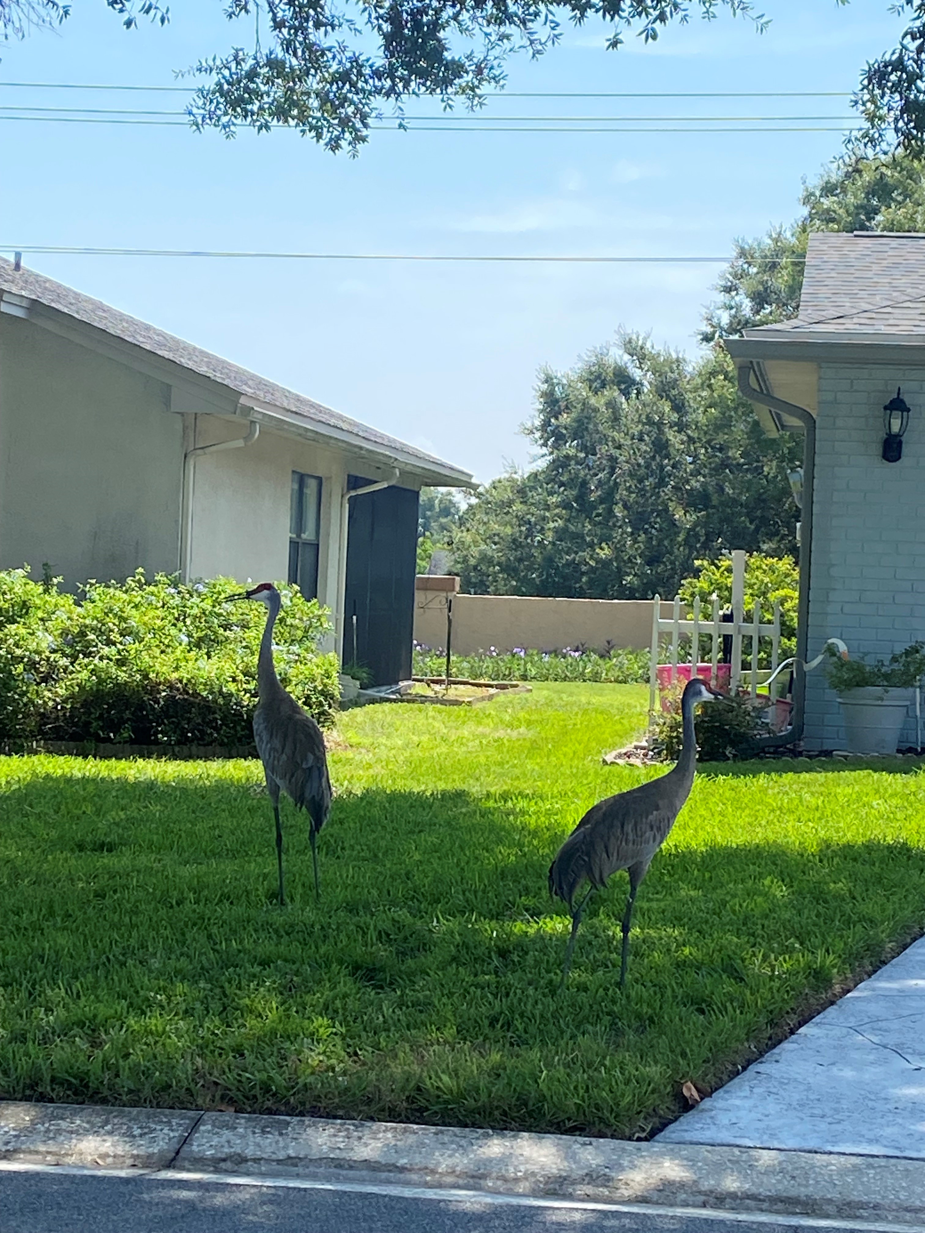 You can find Sandhill Cranes throughout the Sandpiper community.