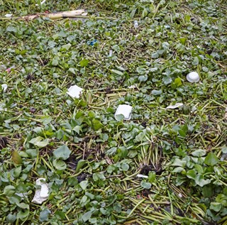 water hyacinths and litter in lake