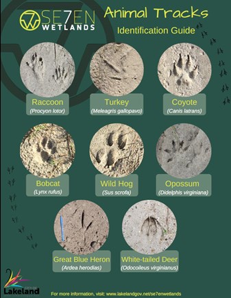 animal tracks with names