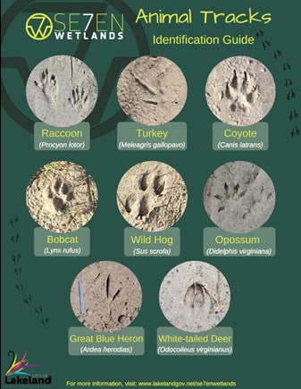 Animal Tracks of the Pacific Northwest -NEW