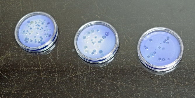 Microbiological Petri Dish Samples