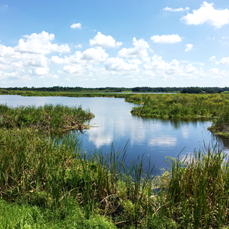wetland three with plants and water and clouds