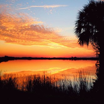 sunrise over water with orange sky and palm tree
