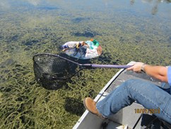 Lake Cleanup of Trash Image