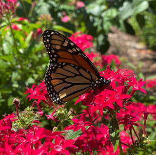 Monarch Butterfly Closeup in Hollis Garden