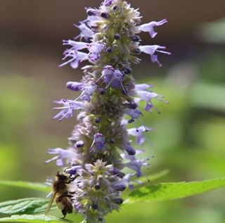 milkweed plant with bee