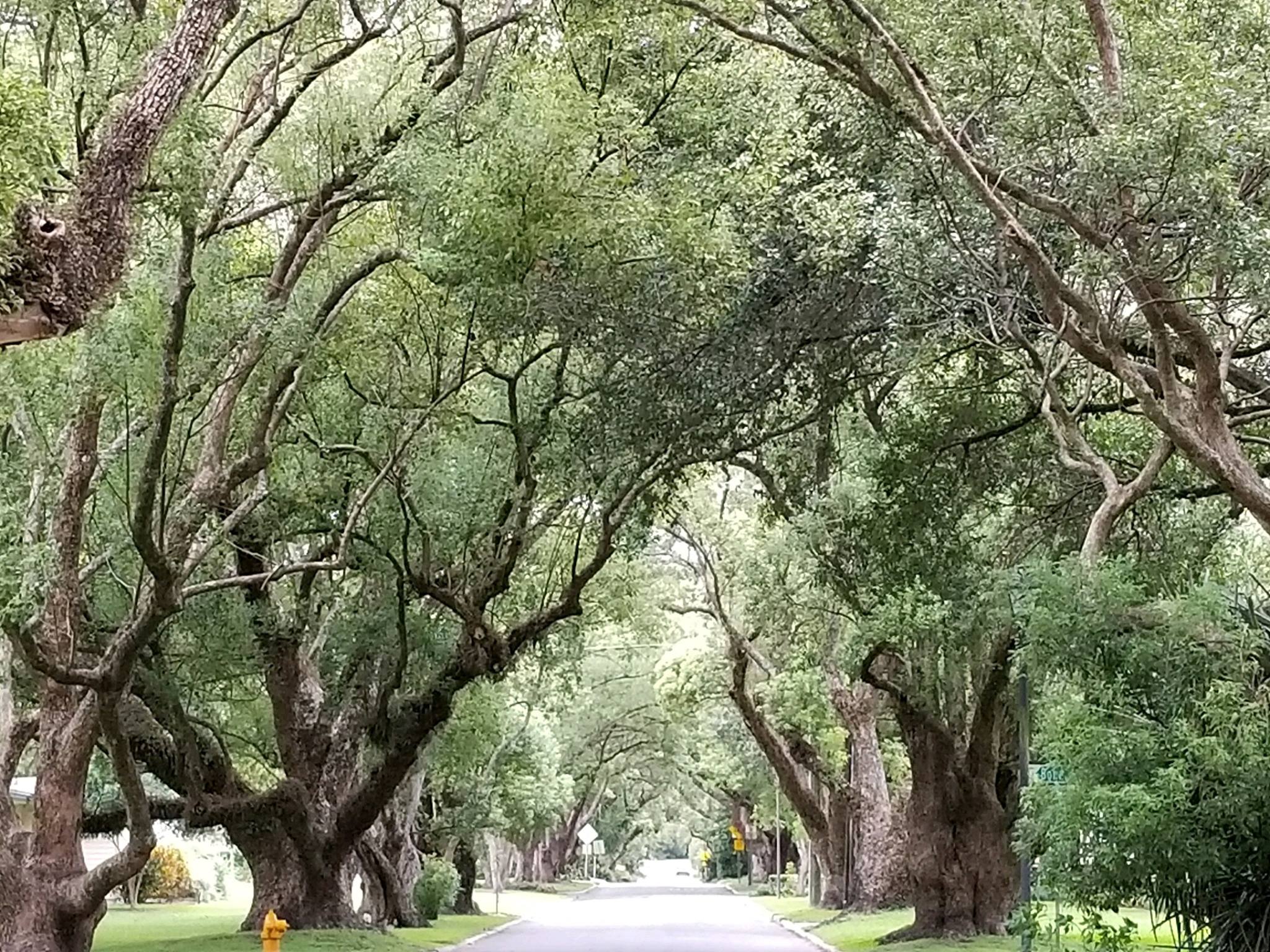 Camphor Drive facing Beacon - considered by some to be the most beautiful street in Lakeland.