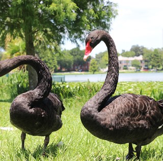 Two black swan in foreground with swan pens and Lake Morton shoreline in the background.