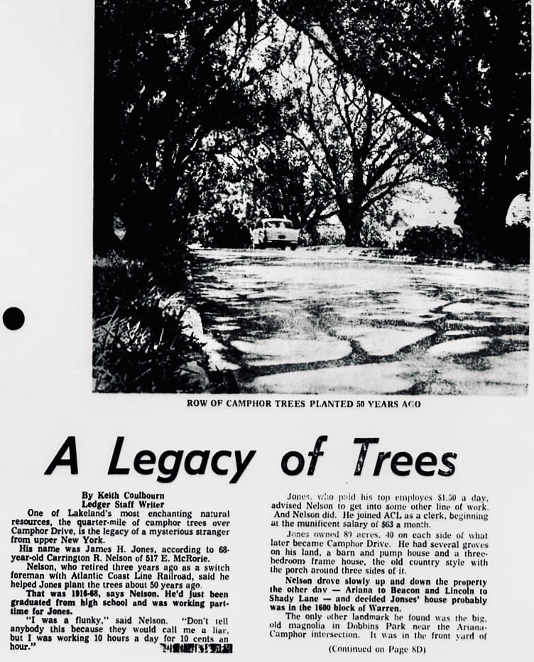 A July 1967 article in the Ledger tells the story of how the camphor trees came to be planted along either side of a dirt road once known as "Lover's Lane" on the property of New Yorker-turned-Lakelander  James H. Jones in roughly 1917.