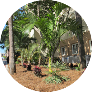 City Hall Palm Garden