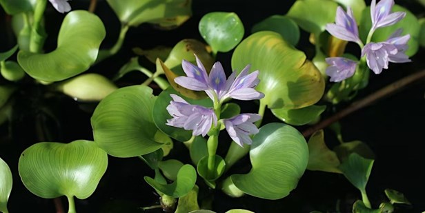 water hyacinth with green leaves and purple flower