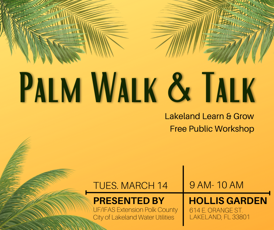 Join UF/IFAS Extension Polk County and Lakeland Water Utilities at Hollis Garden in Lakeland for a walk and talk on palms! Bring a chair to sit during a brief talk on palm care tips and comfortable attire for walking around and discussing palms in the garden.