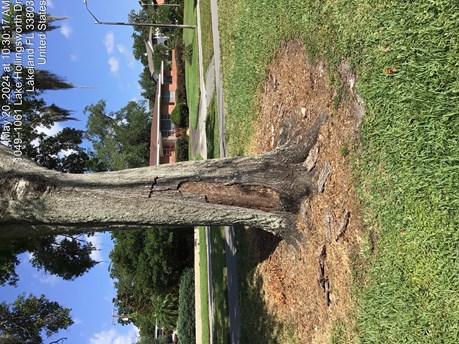 Photo of tree 2