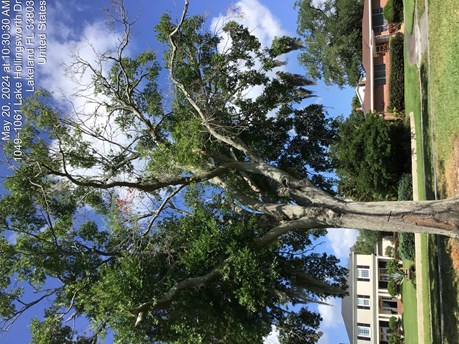 Photo of tree