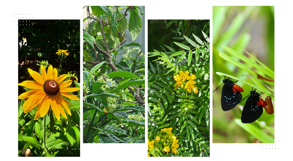Best Florida Native Plants for Landscaping: Top Picks for Stunning Gardens 4 Best Florida Native Plants for Landscaping: Top Picks for Stunning Gardens