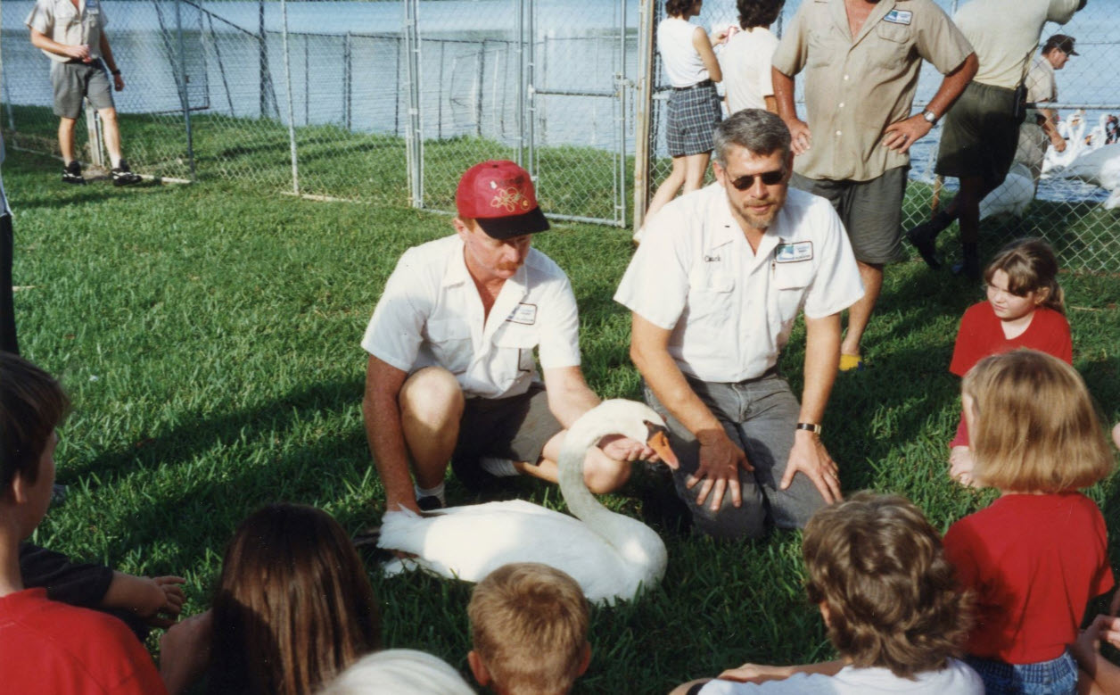 A City of Lakeland Parks and Recreation employee shows off one of the City's swans to a group of children during the annual Swan Round-Up on Lake Morton in 1995; link to "Lakeland Parks and Recreation" contentDM collection