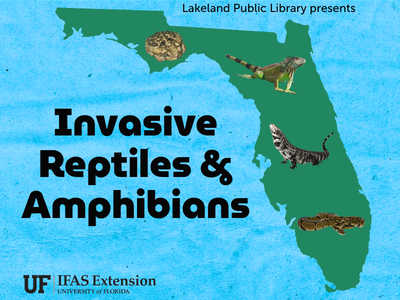 Green outline of Florida on blue background with photos of ball python, lizards, and toad with text "Lakeland Public Library presents Invasive Reptiles & Amphibians" with UF IFAS Extension logo