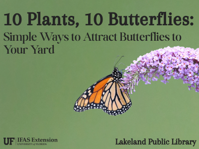 Monarch butterfly sitting on arch of tiny purple flowers on green background with text "10 Plants, 10 Butterflies: Simple Ways to Attract Butterflies to Your Yard, Lakeland Public Library" with UF/IFAS extension logo