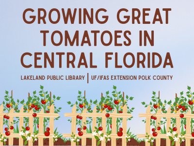 Three sets of tomato plants growing on wooden trellises with text Growing Great Tomatoes in Central Florida, Lakeland Public Library, UF/IFAS Extension Polk County