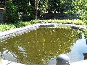 Stagnant Water Photo