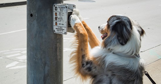 Service Dog pushing ped button
