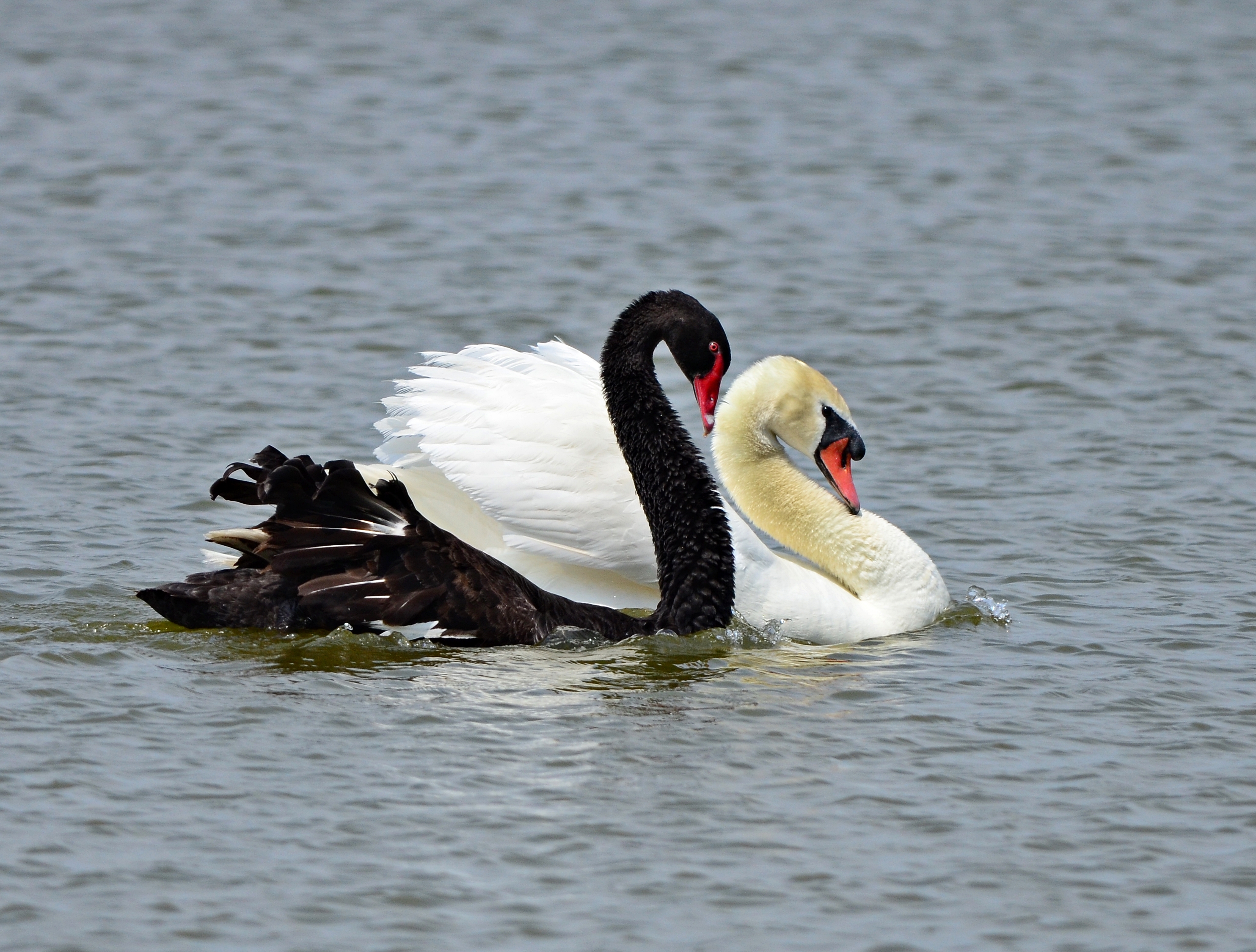 Swan Sale | City of Lakeland