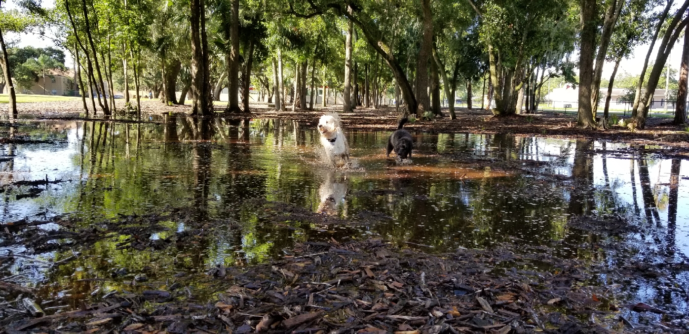 dog park lakeland fl dog park lakeland fl