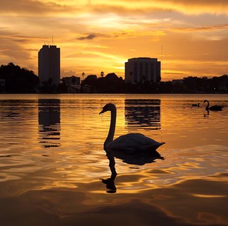 Mute Swan in Lake